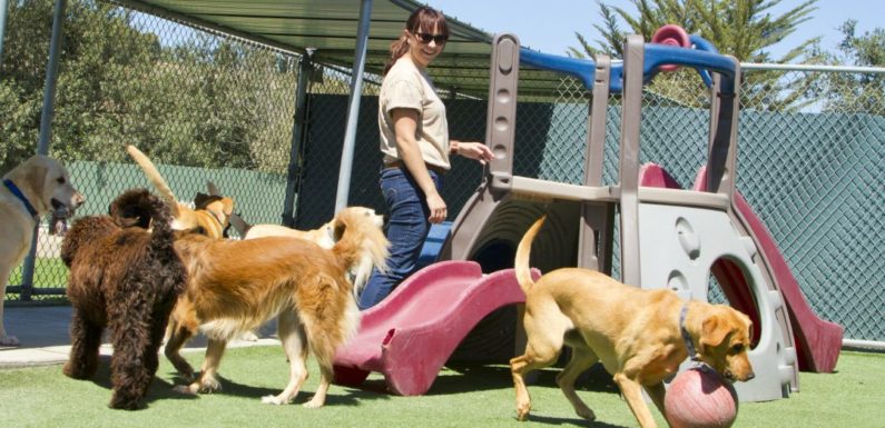 Types and benefits of pet care services